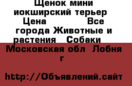 Щенок мини иокширский терьер › Цена ­ 10 000 - Все города Животные и растения » Собаки   . Московская обл.,Лобня г.